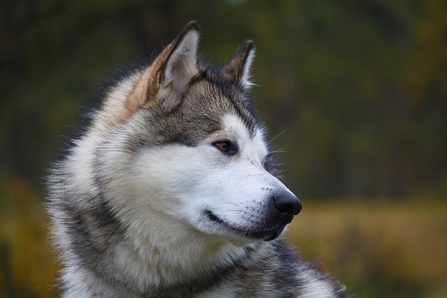 Malamute do Alasca 