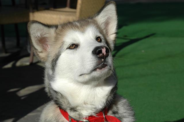 Malamute do Alasca