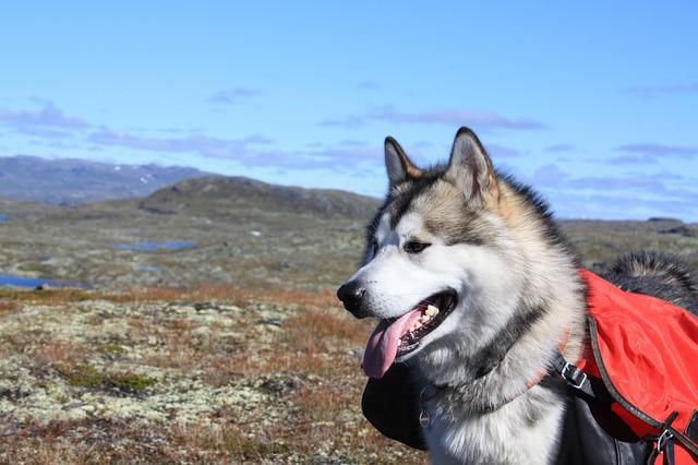 Malamute do Alasca