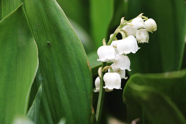 Muguet 