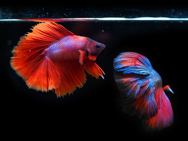 É Possível Adestrar um Peixe?