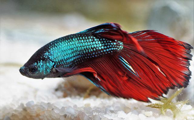 Peixe Betta Azul