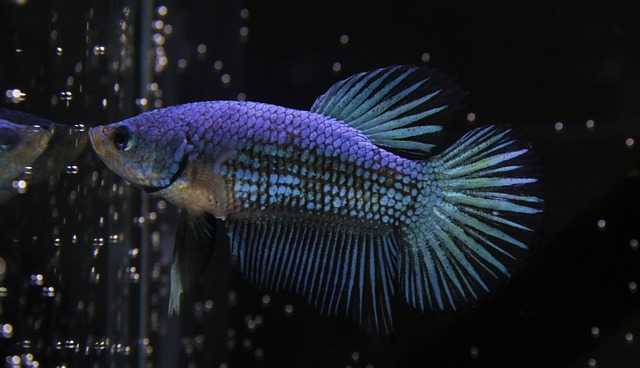 Peixe Betta Azul 