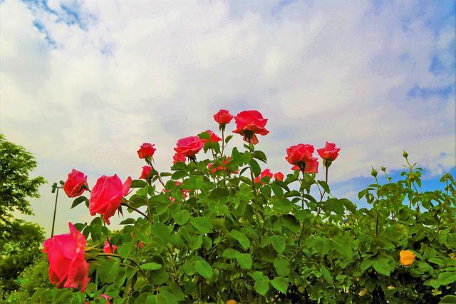 Roseira