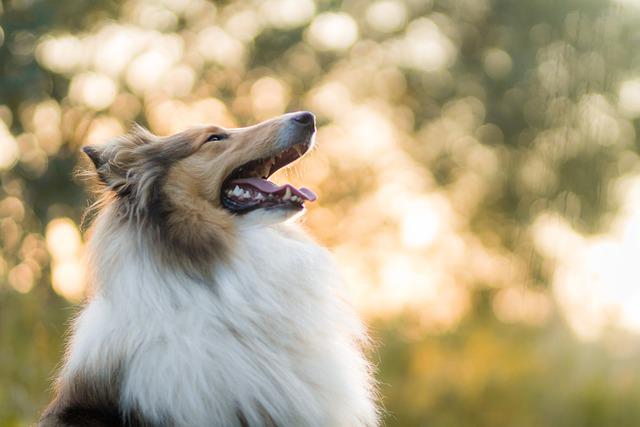 Rough collie