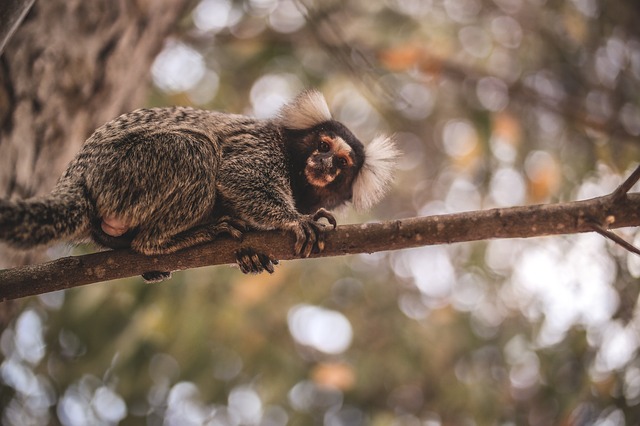Sagui