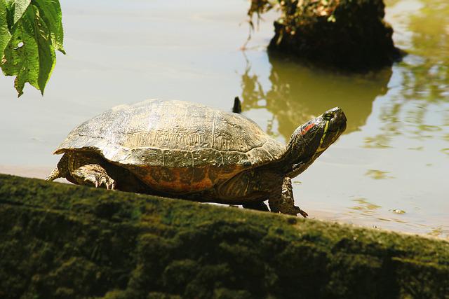 Tigre d’água
