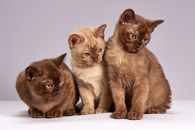 Como Identificar Gato pela Cor?