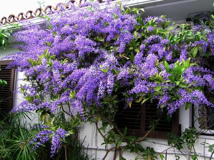 Tudo Sobre a Flor-de-São-Miguel: Características e Nome Científico
