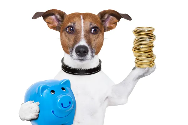 Tem que Pagar Pensão para Cachorro?