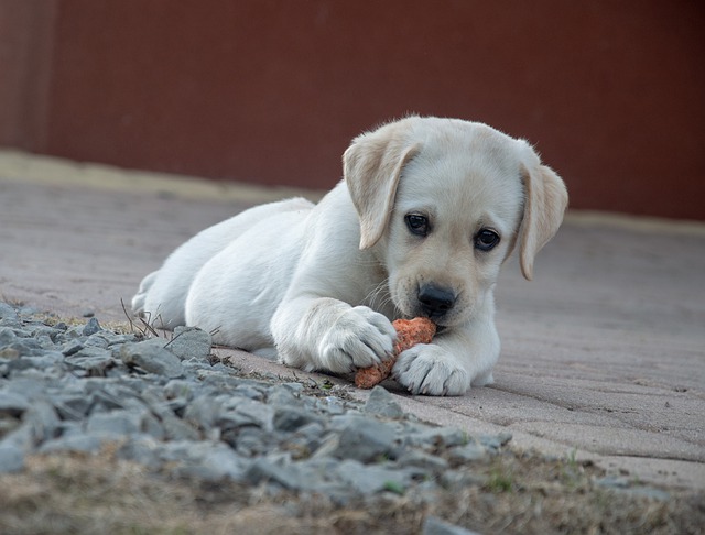 Cachorro Comendo uma Cenoura