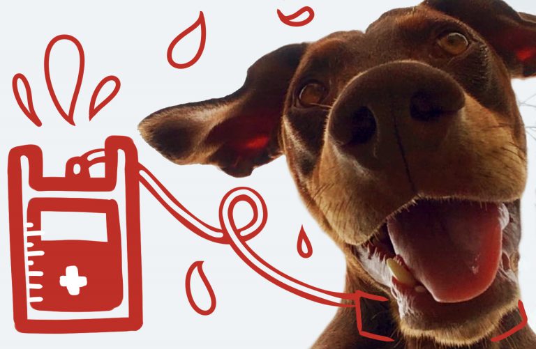 Cachorro Doador de Sangue