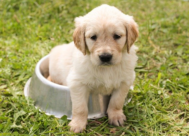 Cachorro Sentando Dentro do Pote de Ração