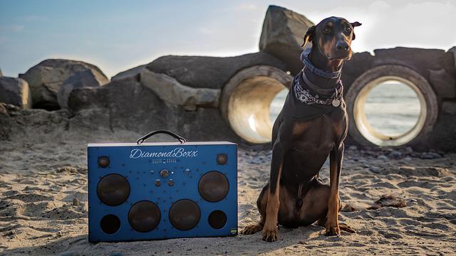 Que Tipo de Música os Cães Gostam?