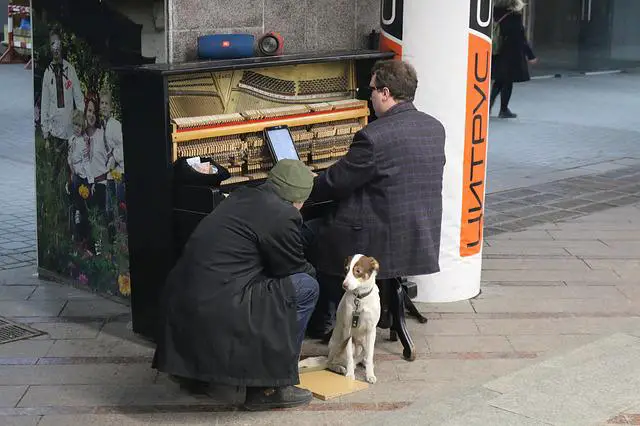 Cachorro ao Lado do Pianista 