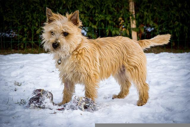 Cairn Terrier