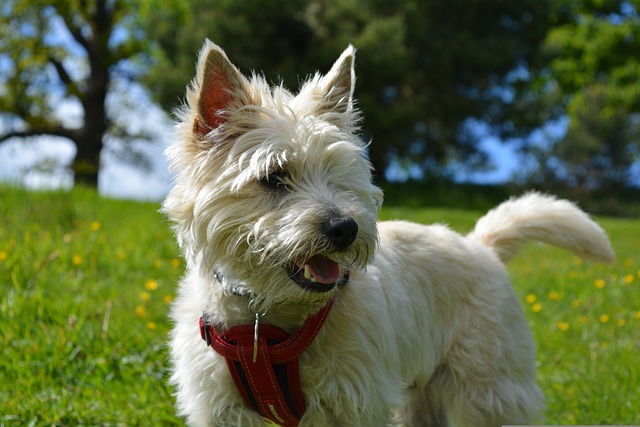 Tudo Sobre a Raça Cairn Terrier: Características e Fotos