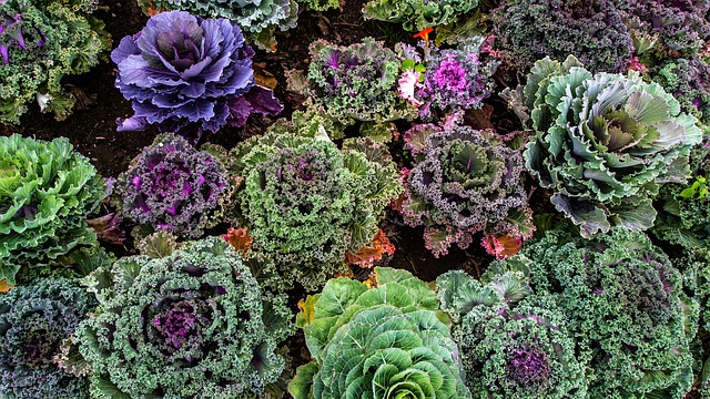 Horta de Couves