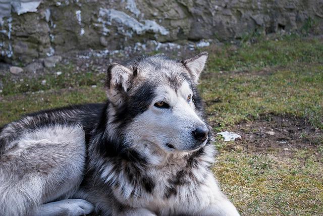 Malamute do Alasca 