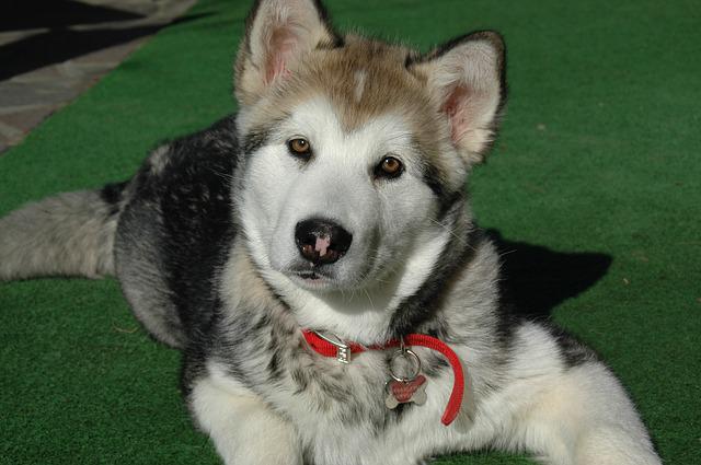 Malamute do Alasca 