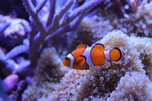 Peixe Palhaço no Mar 