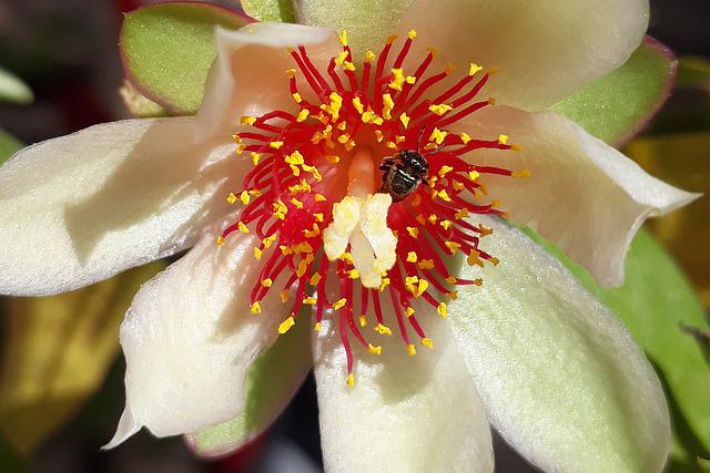 Pereskia aculeata 