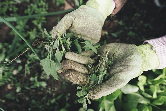 Plantas Daninhas 