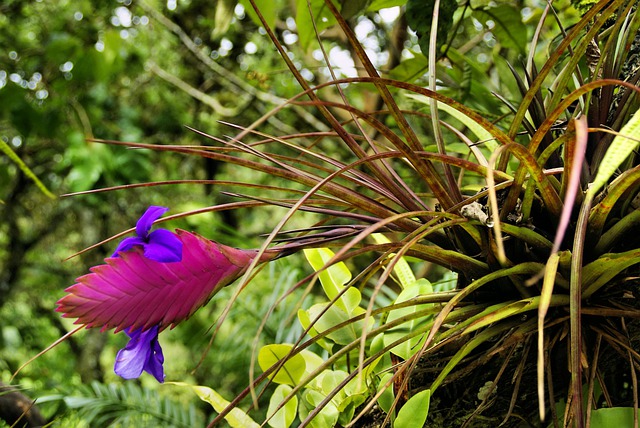 Tillandsia