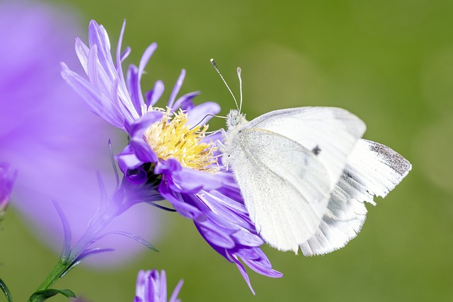 Borboleta na Flor 