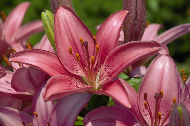 O Que é uma Flor Híbrida?