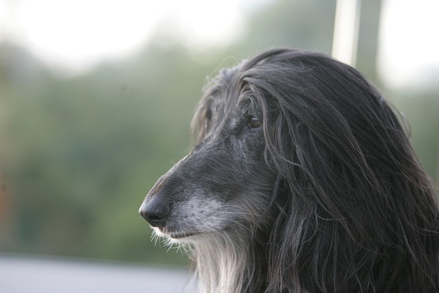 Galgo afegão 