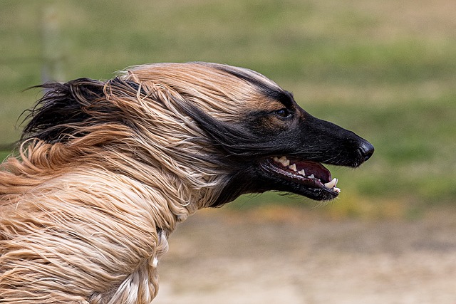 Galgo afegão