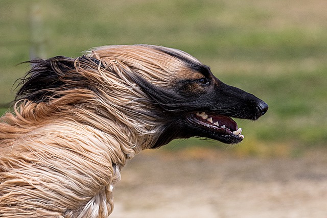 Galgo afegão 