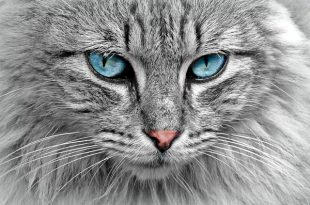 Olhar do Gato