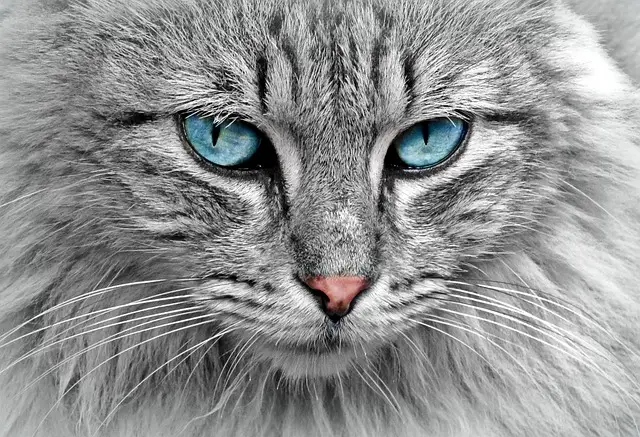 Olhar do Gato 
