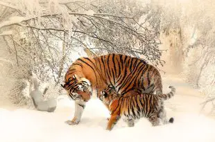 Tigres Interagindo