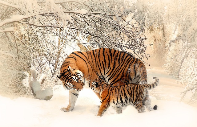 Tigres Interagindo 