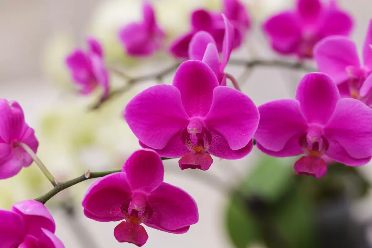 Orquídea Borboleta