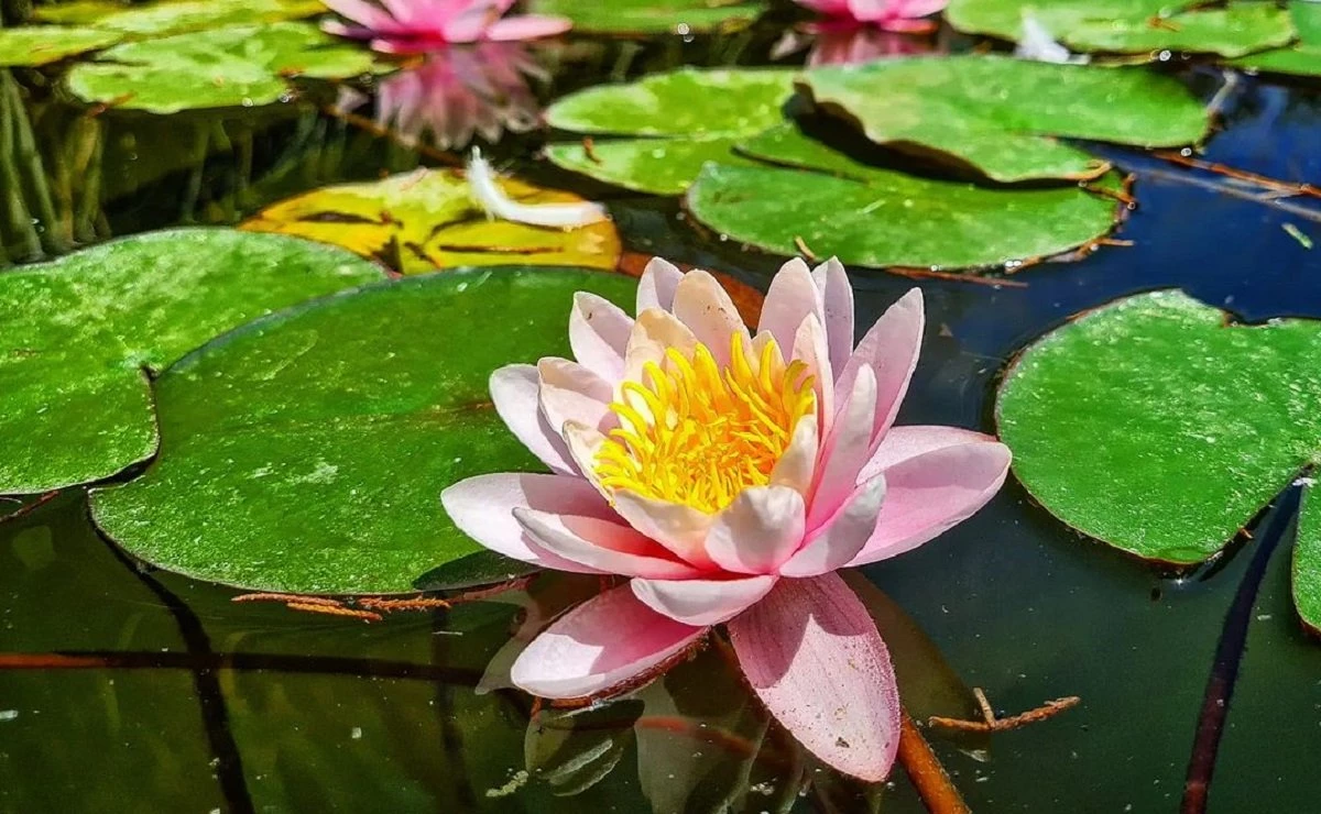 Flores de lótus