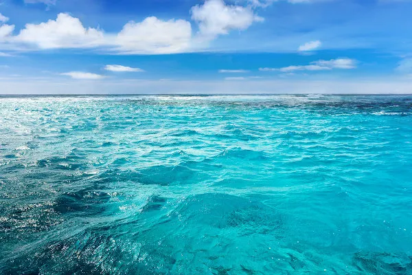 Os oceanos e sua biodiversidade: Conheça as maravilhas e importância dos mares