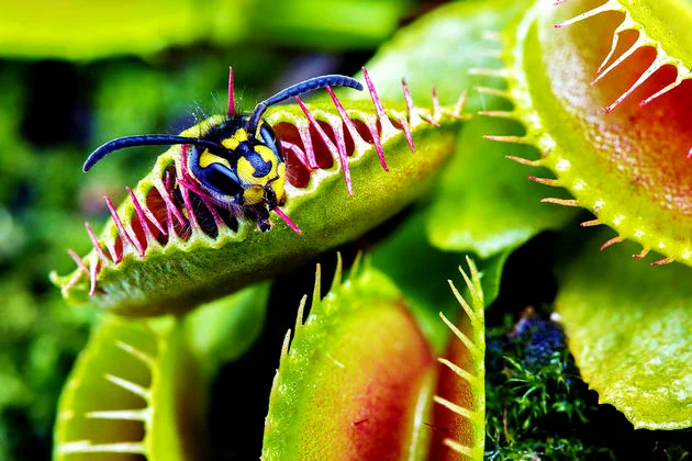 plantas carnívoras