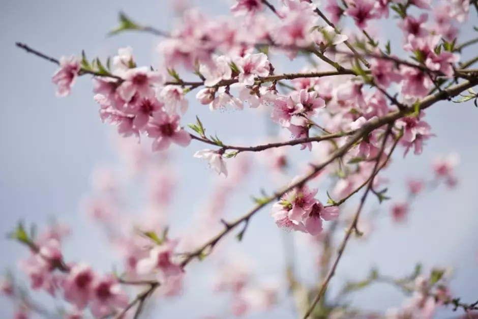 Flores de cerejeira