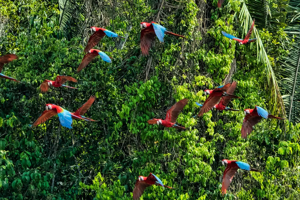 floresta Amazônica