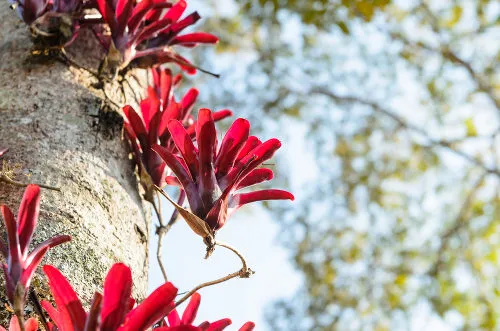 plantas epífitas