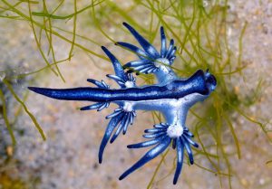 A Adaptabilidade do Dragão Azul