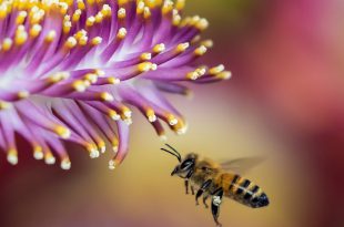 abelhas polinização