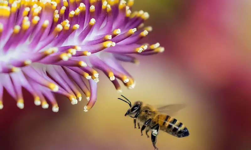 abelhas polinização