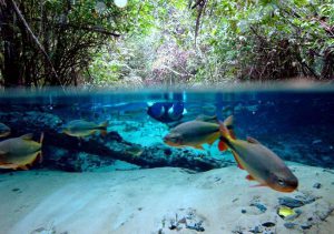 Ecossistemas Aquáticos Amazônicos