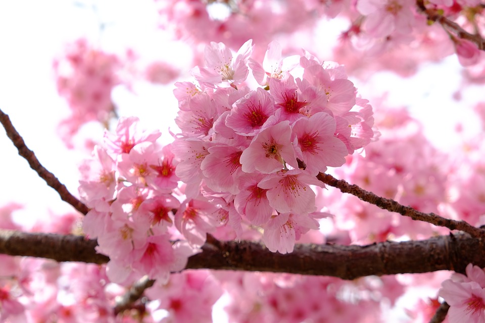 Flores de cerejeira