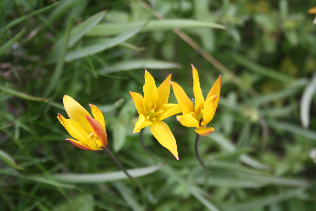 Tulipa Silvestre